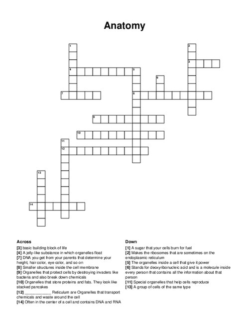 Anatomy Crossword Puzzle