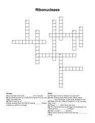 Ribonuclease crossword puzzle