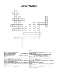 Urinary System crossword puzzle