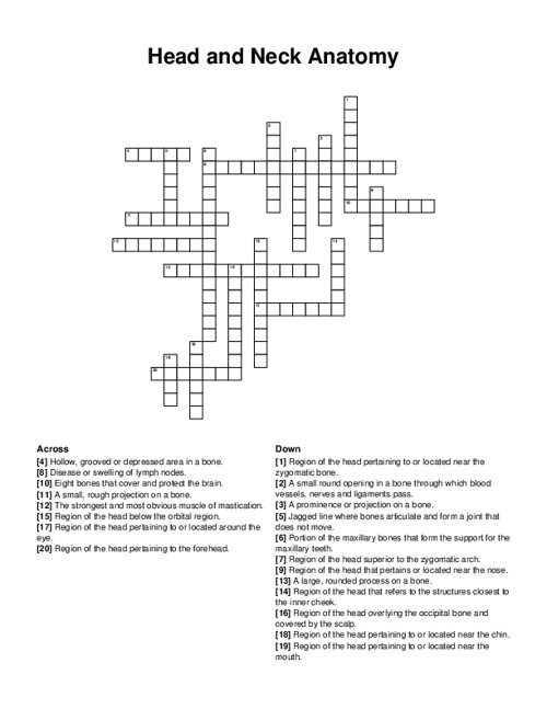 Head and Neck Anatomy Crossword Puzzle
