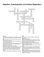 Digestion, Carbohydrates, and Cellular Respiration crossword puzzle