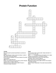 Protein Function crossword puzzle