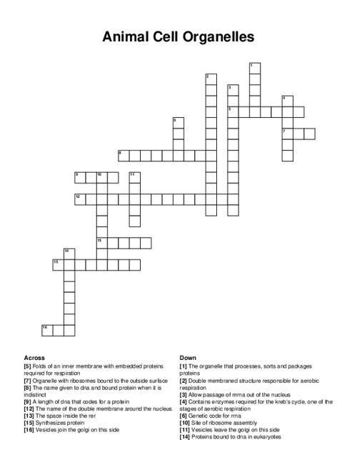 Animal Cell Organelles Crossword Puzzle