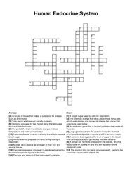 Human Endocrine System crossword puzzle