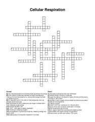 Cellular Respiration crossword puzzle