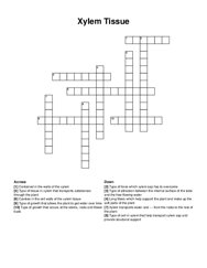 Xylem Tissue crossword puzzle