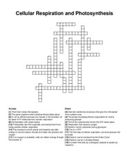 Cellular Respiration and Photosynthesis crossword puzzle