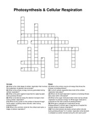 Photosynthesis & Cellular Respiration crossword puzzle