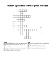 Protein Synthesis-Transcription Process crossword puzzle