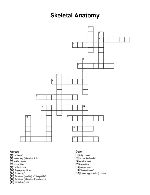 Skeletal Anatomy Crossword Puzzle