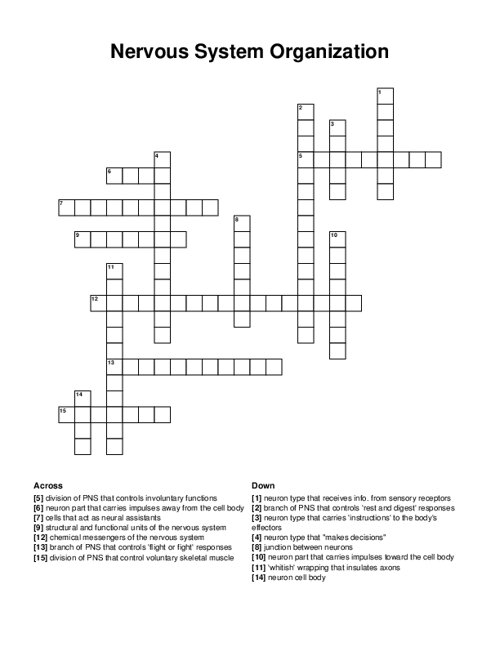 Nervous System Organization Crossword Puzzle