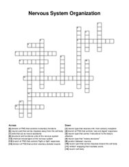 Nervous System Organization crossword puzzle