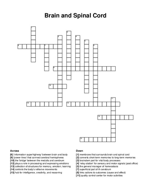 Brain and Spinal Cord Crossword Puzzle