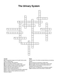 The Urinary System crossword puzzle