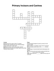 Primary Incisors and Canines crossword puzzle