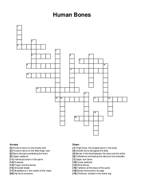 Human Bones Crossword Puzzle