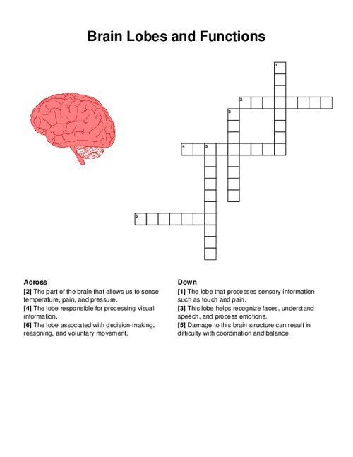 Brain Lobes and Functions Crossword Puzzle