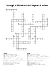 Biological Molecules & Enzymes Review crossword puzzle
