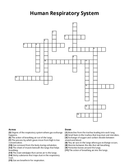 Human Respiratory System Crossword Puzzle