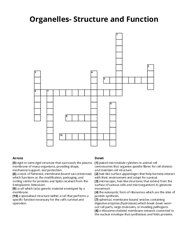 Organelles- Structure and Function crossword puzzle