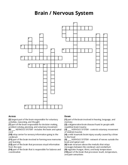 Brain / Nervous System Crossword Puzzle