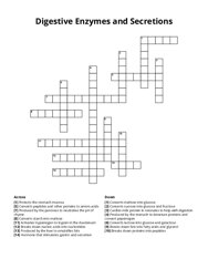 Digestive Enzymes and Secretions crossword puzzle