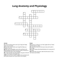 Lung Anatomy and Physiology crossword puzzle