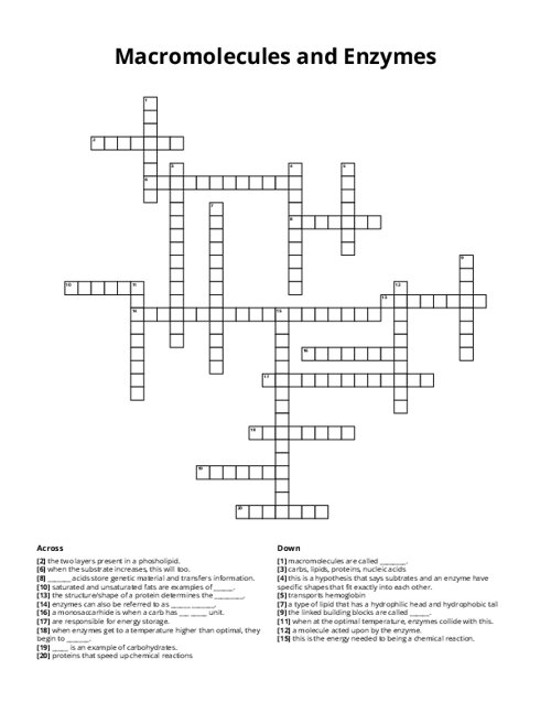 Macromolecules and Enzymes Crossword Puzzle