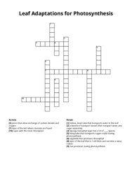 Leaf Adaptations for Photosynthesis Crossword Puzzle