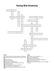 Honey Bee Anatomy Crossword Puzzle