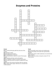 Enzymes and Proteins Crossword Puzzle